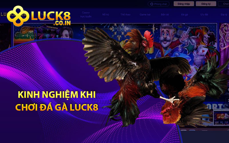 Kinh nghiệm khi chơi đá gà Luck8 thắng lớn cho người mới