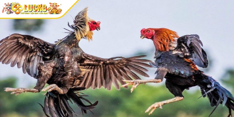Những loại hình đá gà Luck8 đặc sắc nhất