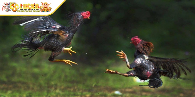 Casino đá gà C1 là hình thức giải trí không còn quá xa lạ với người chơi