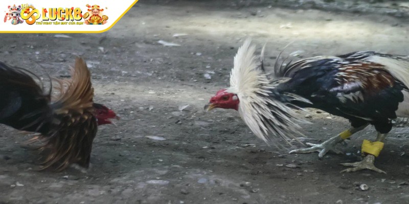 Đa dạng các giống gà phục vụ cho các ván đấu