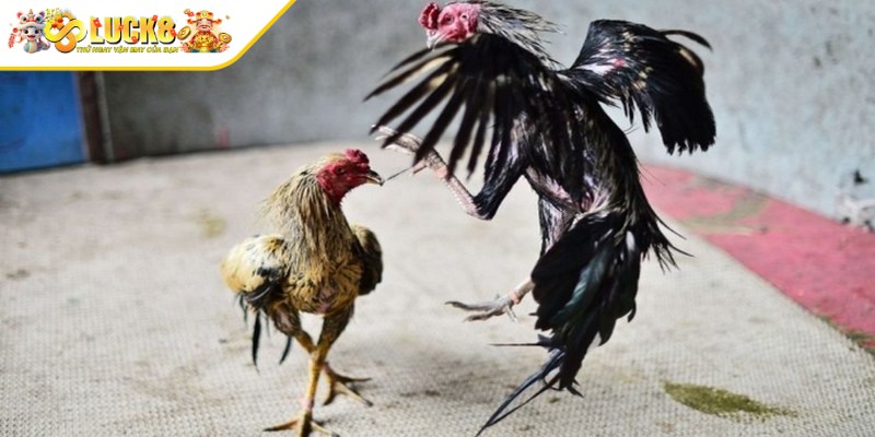 Đá gà cựa dao Philippines là hình thức giải trí vô cùng phổ biến
