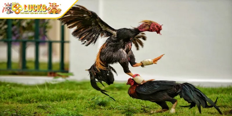 Quy trình trước trận đấu đá gà