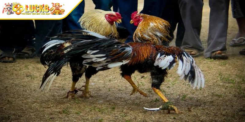 Yếu tố thu hút của đá gà cựa dao Philippines