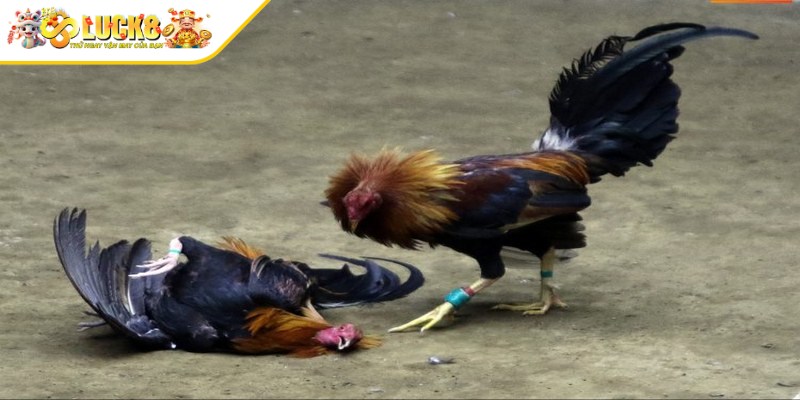 Đá gà cựa tròn có nguồn gốc từ rất lâu đời