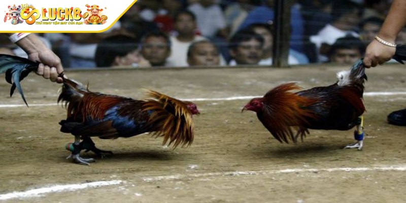 Chọn gà là bước đầu tiên và cũng là bước quan trọng nhất