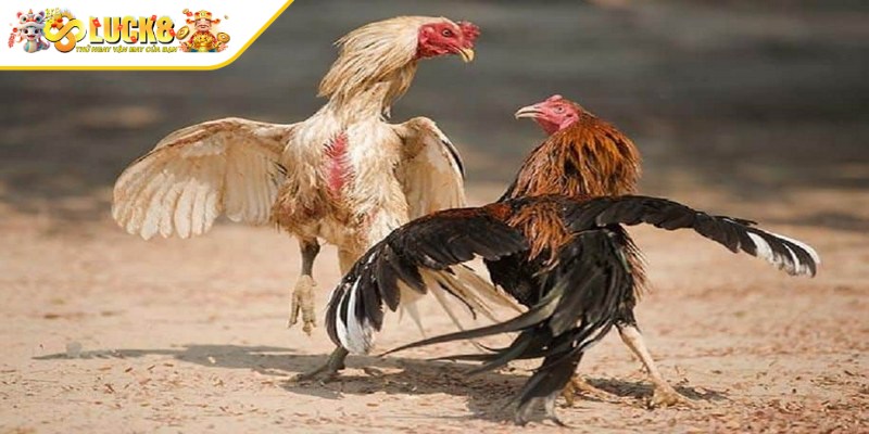 Giữ tâm lý bình tĩnh, không bị ảnh hưởng bởi áp lực từ trận đấu