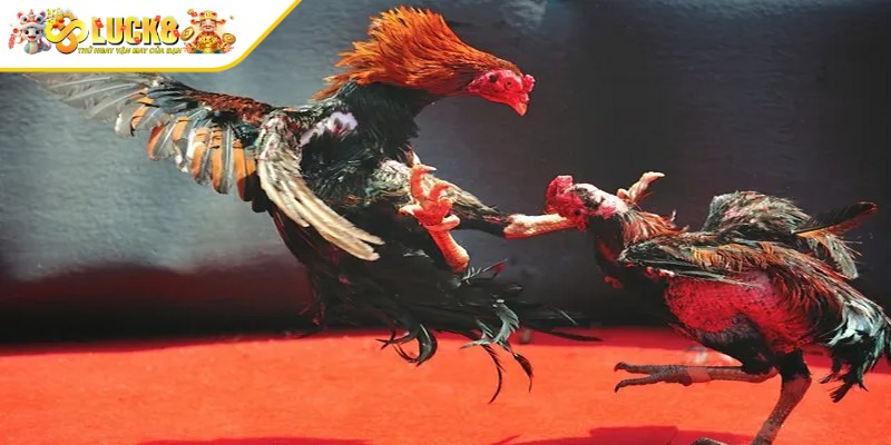 Đá gà online đã phát triển mạnh mẽ trong những năm gần đây