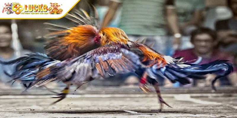 Đầu tiên anh em cần tạo cho mình một tài khoản thành viên