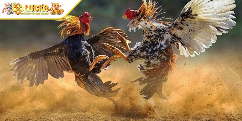 Đối với thành viên chiến thắng, có thể rút tiền thắng về tài khoản ngân hàng