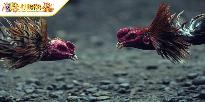 Đá gà Thomo cựa dao là hình thức cá cược chọi gà ăn khách