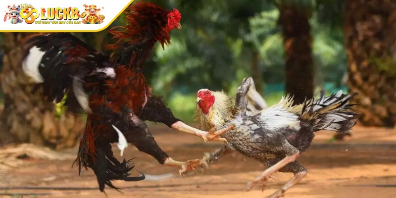 Quy tắc tổ chức đá gà Thomo cựa dao chi tiết