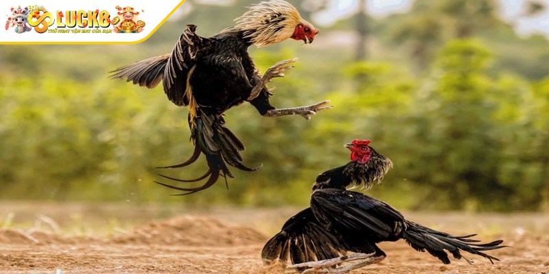 Kinh nghiệm chơi đá gà Thomo cựa dao hiệu quả