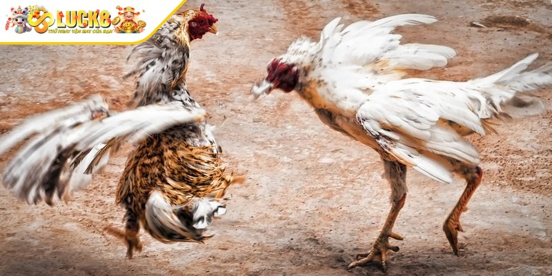 Đá gà tre hình thức giải trí quen thuộc đối với anh em