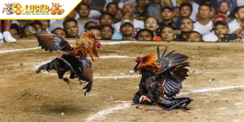 Những trải nghiệm cá cược hấp dẫn của đá gà tre